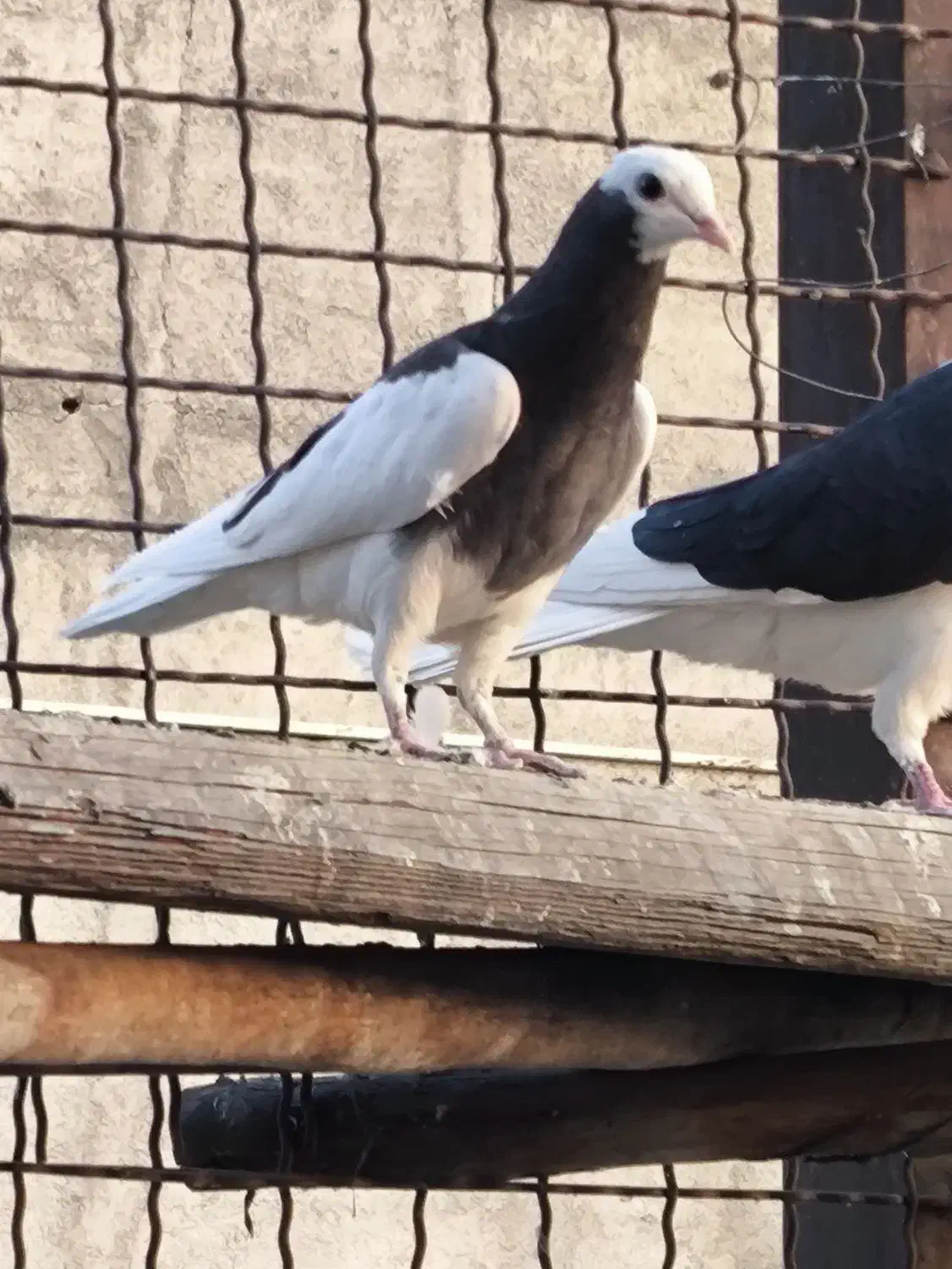 جوجه تیکه پاره|پرنده|تهران, تهرانپارس شرقی|دیوار