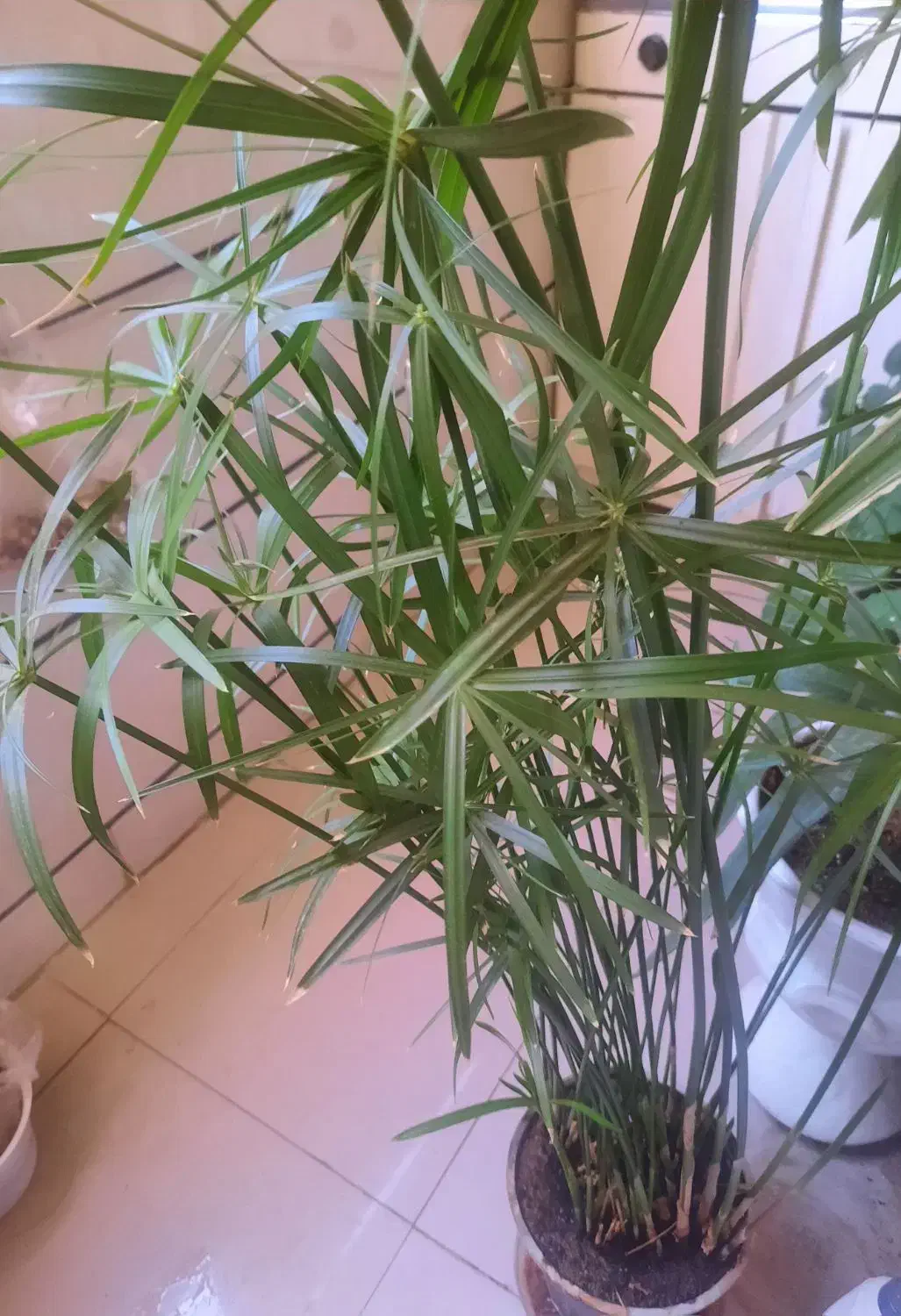 گل و گلدون با رشد عا لی|گل و گیاه طبیعی|قزوین, |دیوار