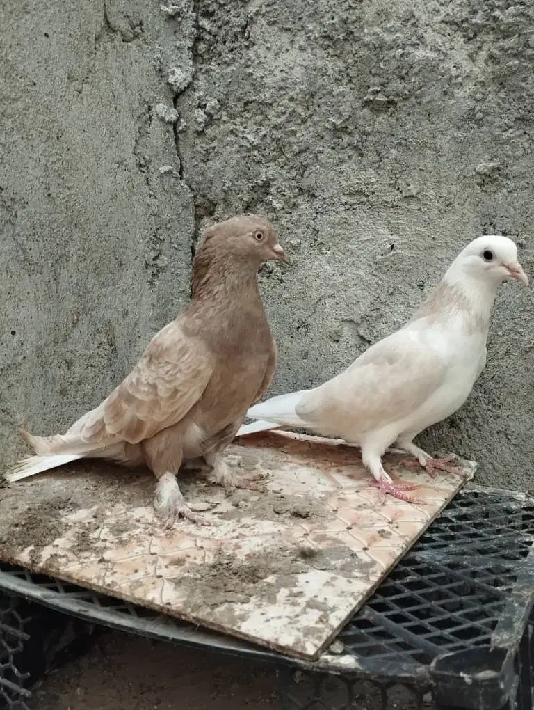 کبوتر گره و نقش|پرنده|میناب, |دیوار