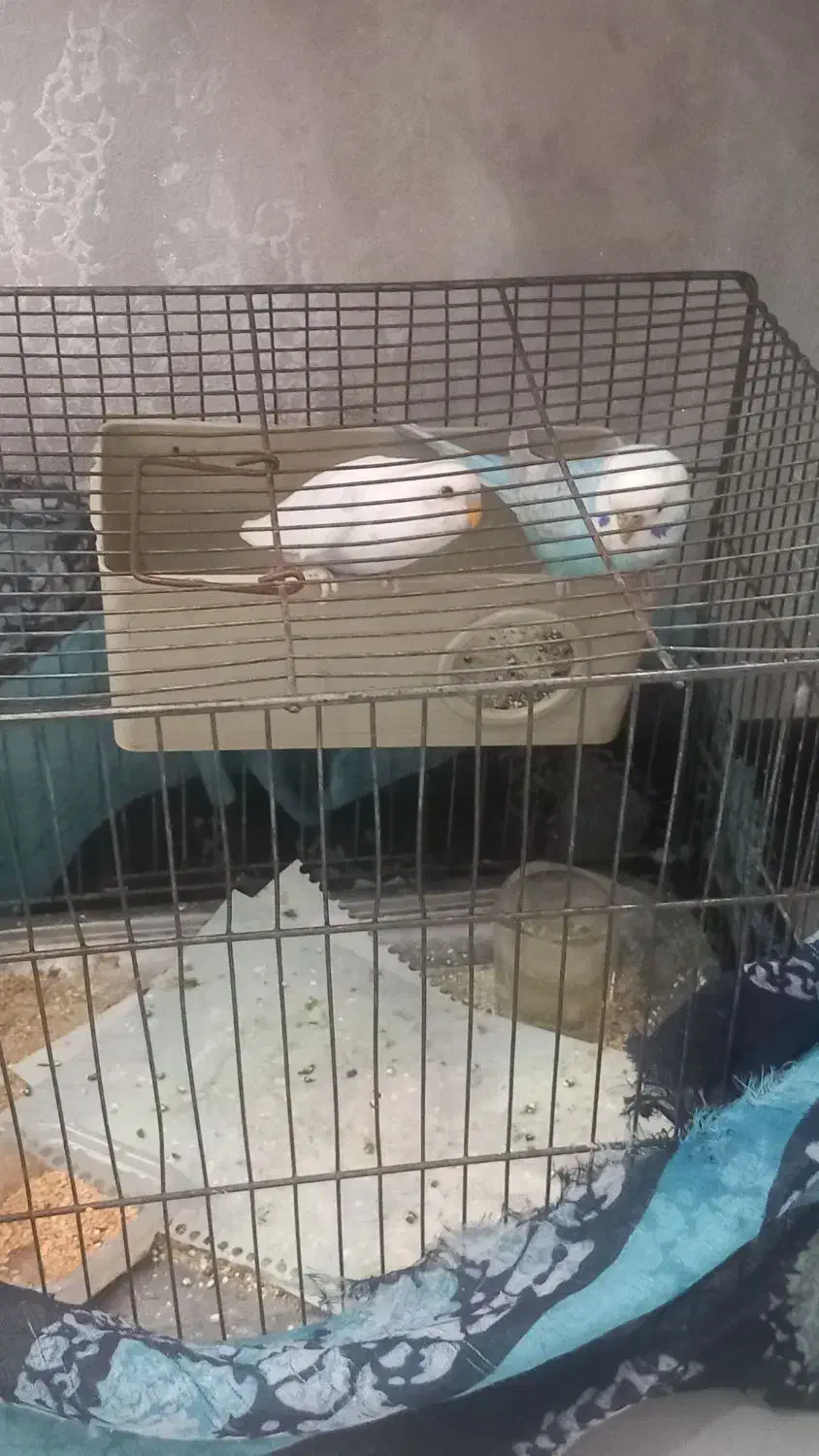 یه جفت مرغ عشق|پرنده|شیراز, کوشک میدان|دیوار