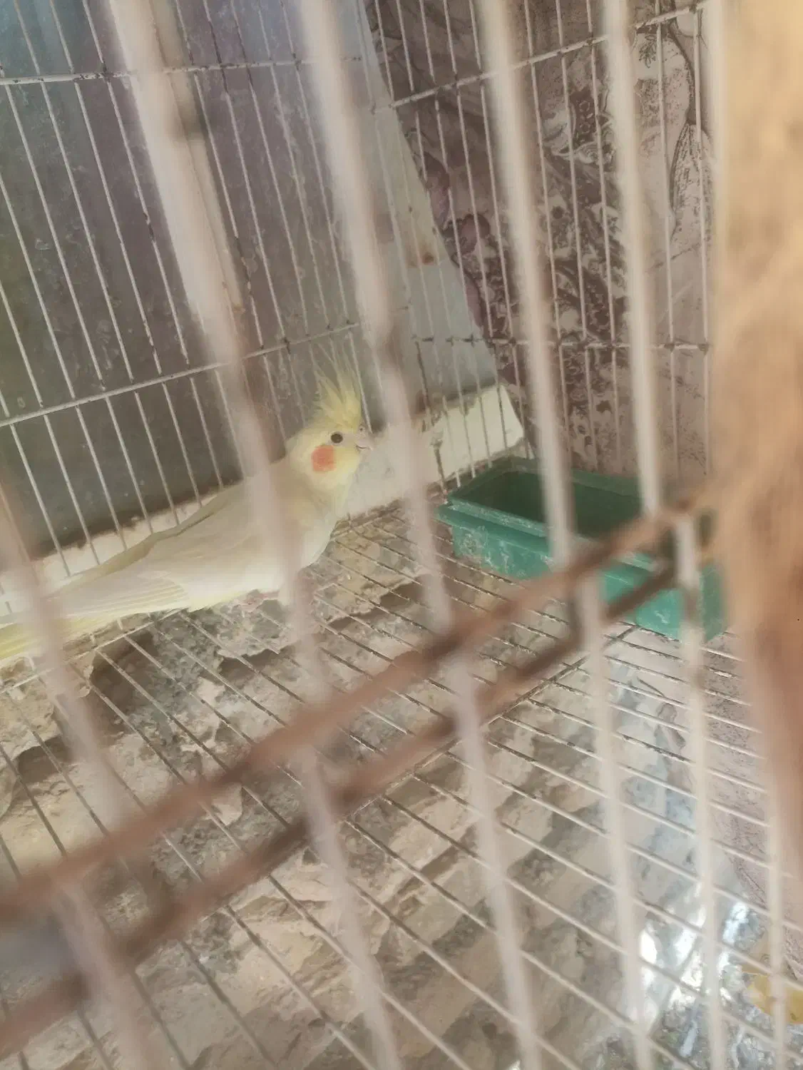 فروشی|پرنده|تربتحیدریه, آغوی|دیوار