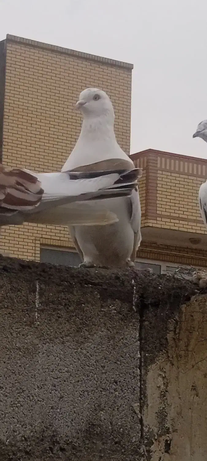 کبوتر|پرنده|تبریز, |دیوار