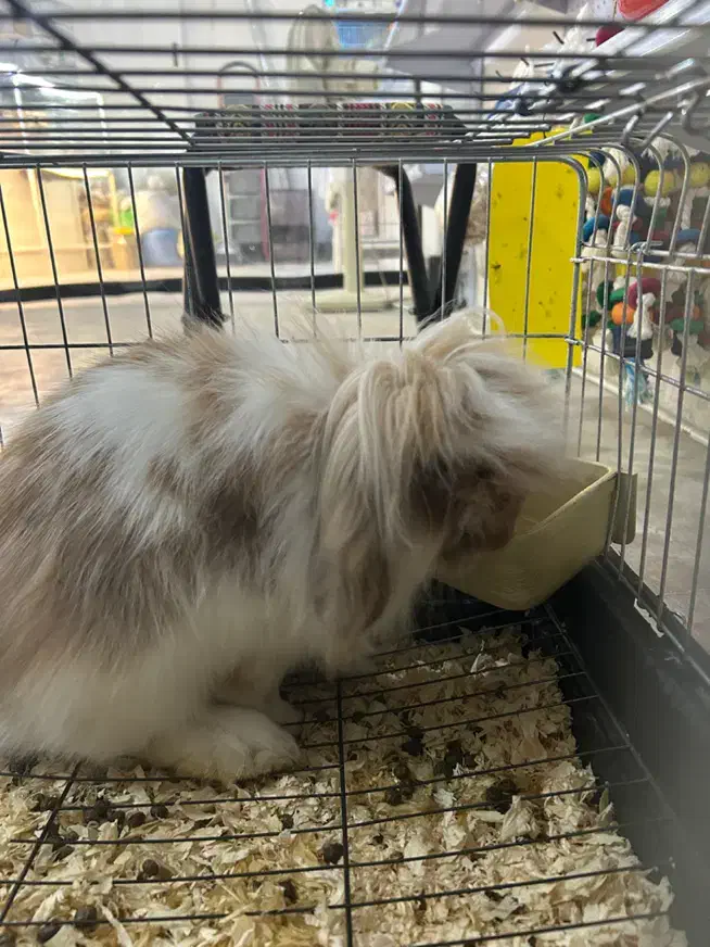 خرگوش لوپ رام|موش و خرگوش|کلاردشت, |دیوار