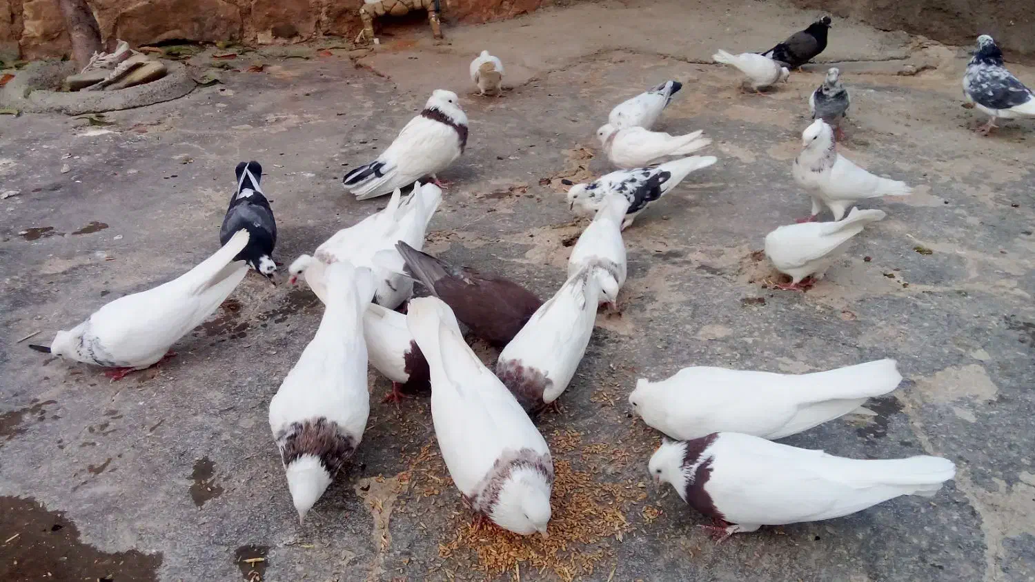 کبوتر|پرنده|ایوان, |دیوار