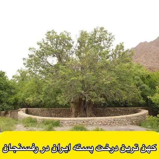 باغ گردو و سیب|فروش زمین و ملک کلنگی|سپیدان, |دیوار