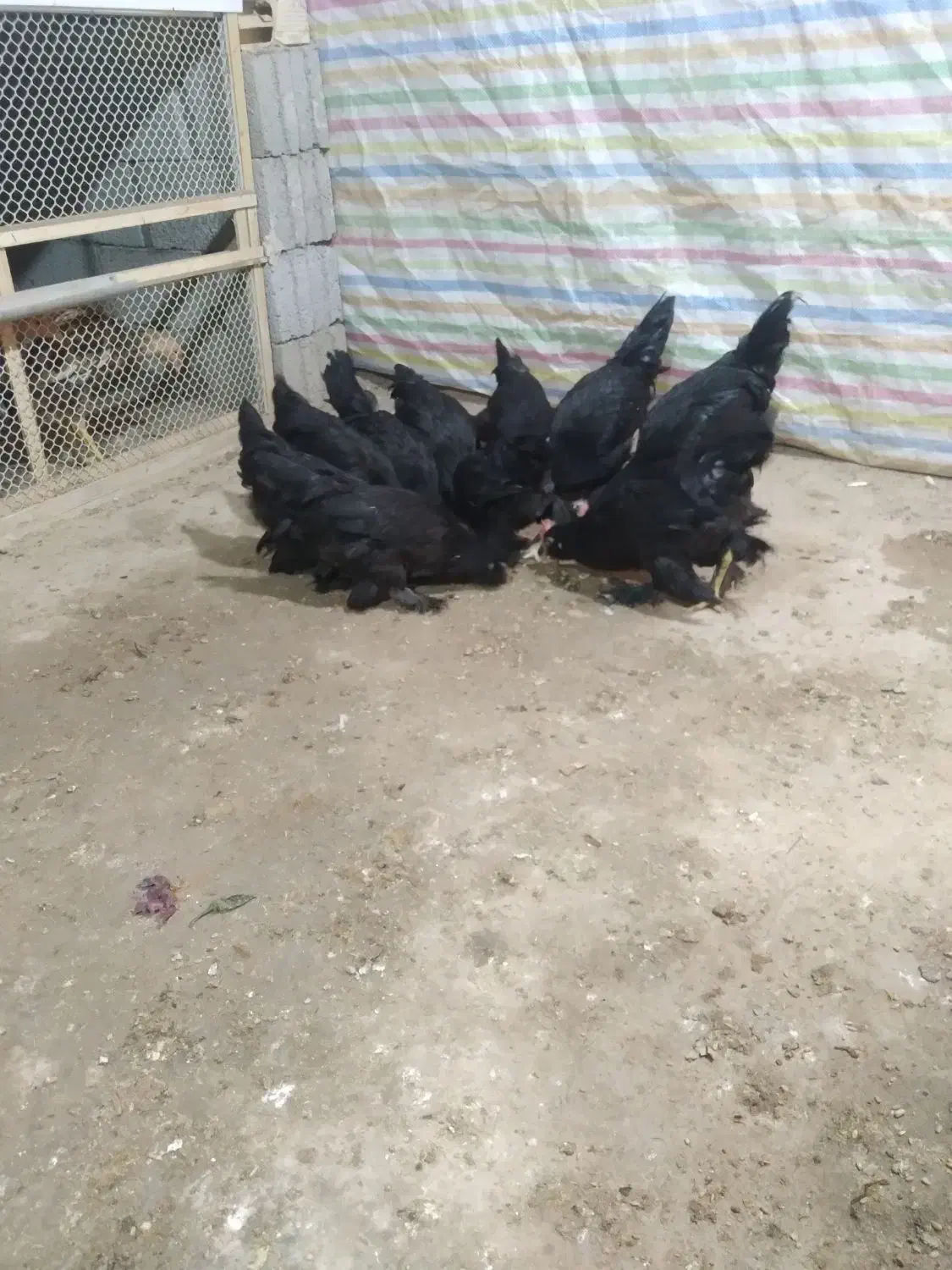 جوجه مرند سیاه|حیوانات مزرعه|تبریز, |دیوار