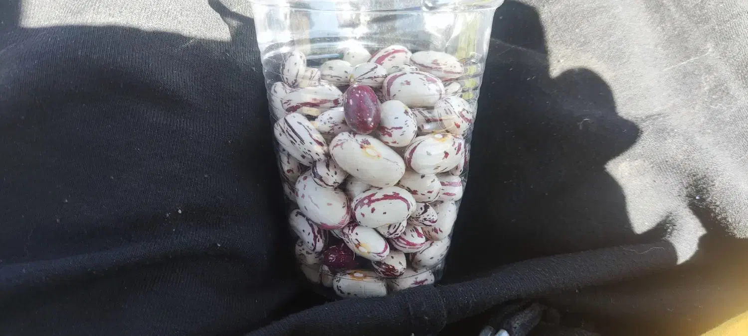 فروش حبوبات|خوردنی و آشامیدنی|سپیدار, |دیوار