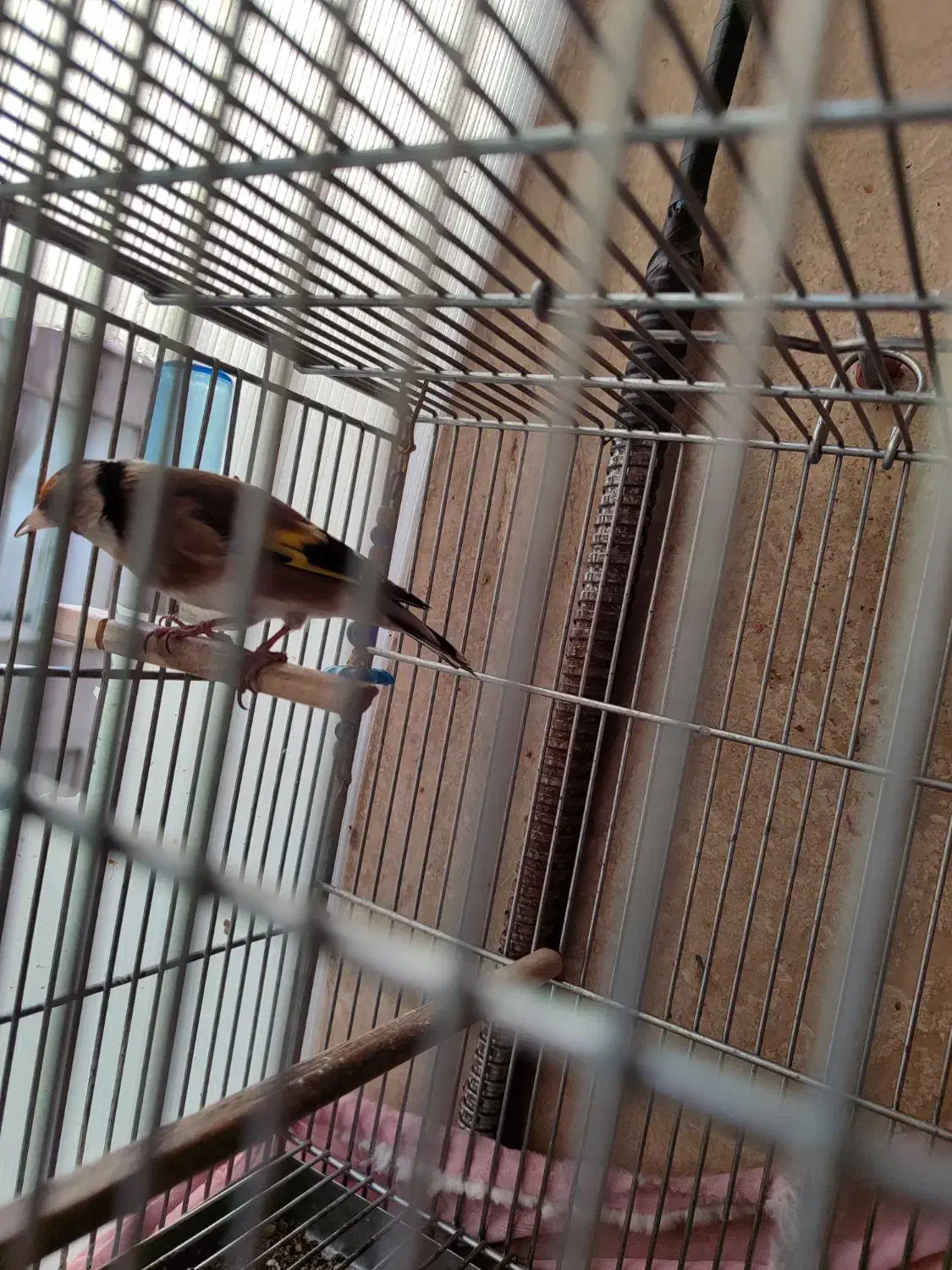 سهره|پرنده|تهران, امام زاده عبدالله|دیوار