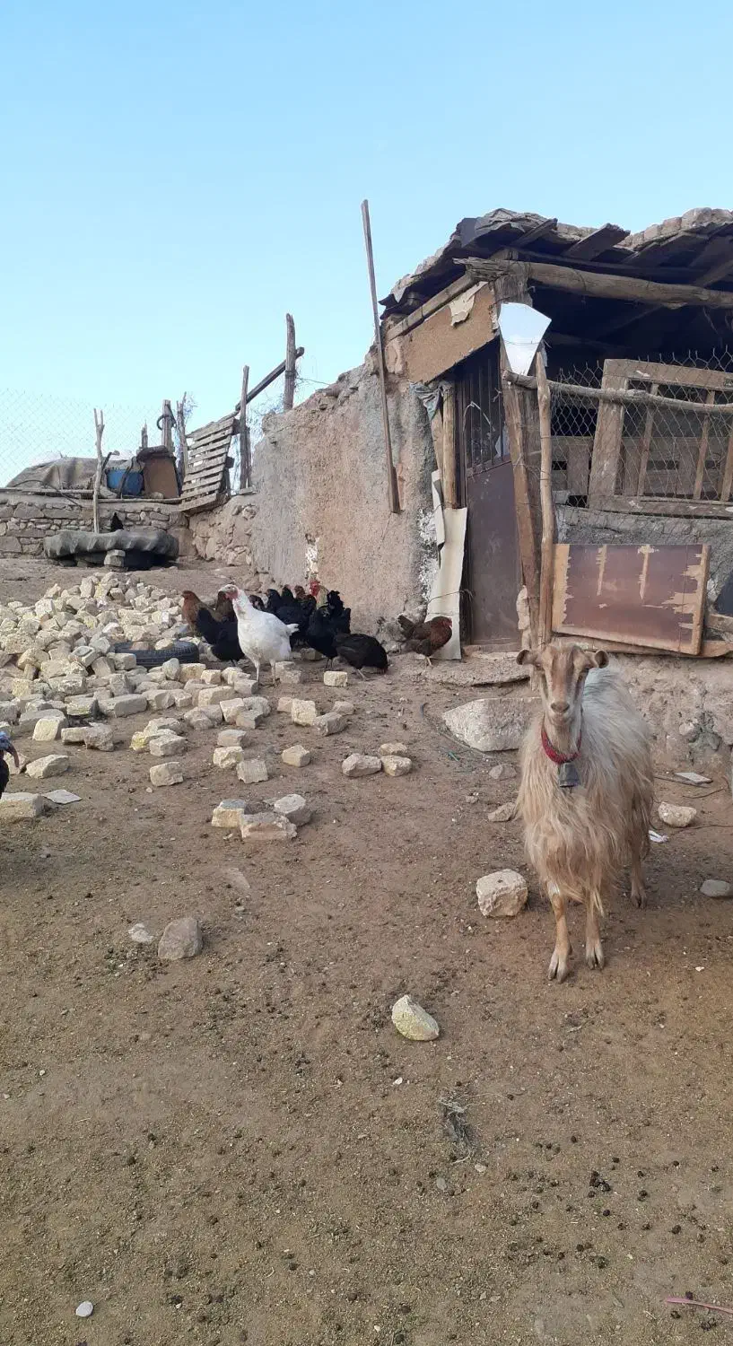 بزآبستن|حیوانات مزرعه|قم, بوستان جوان|دیوار