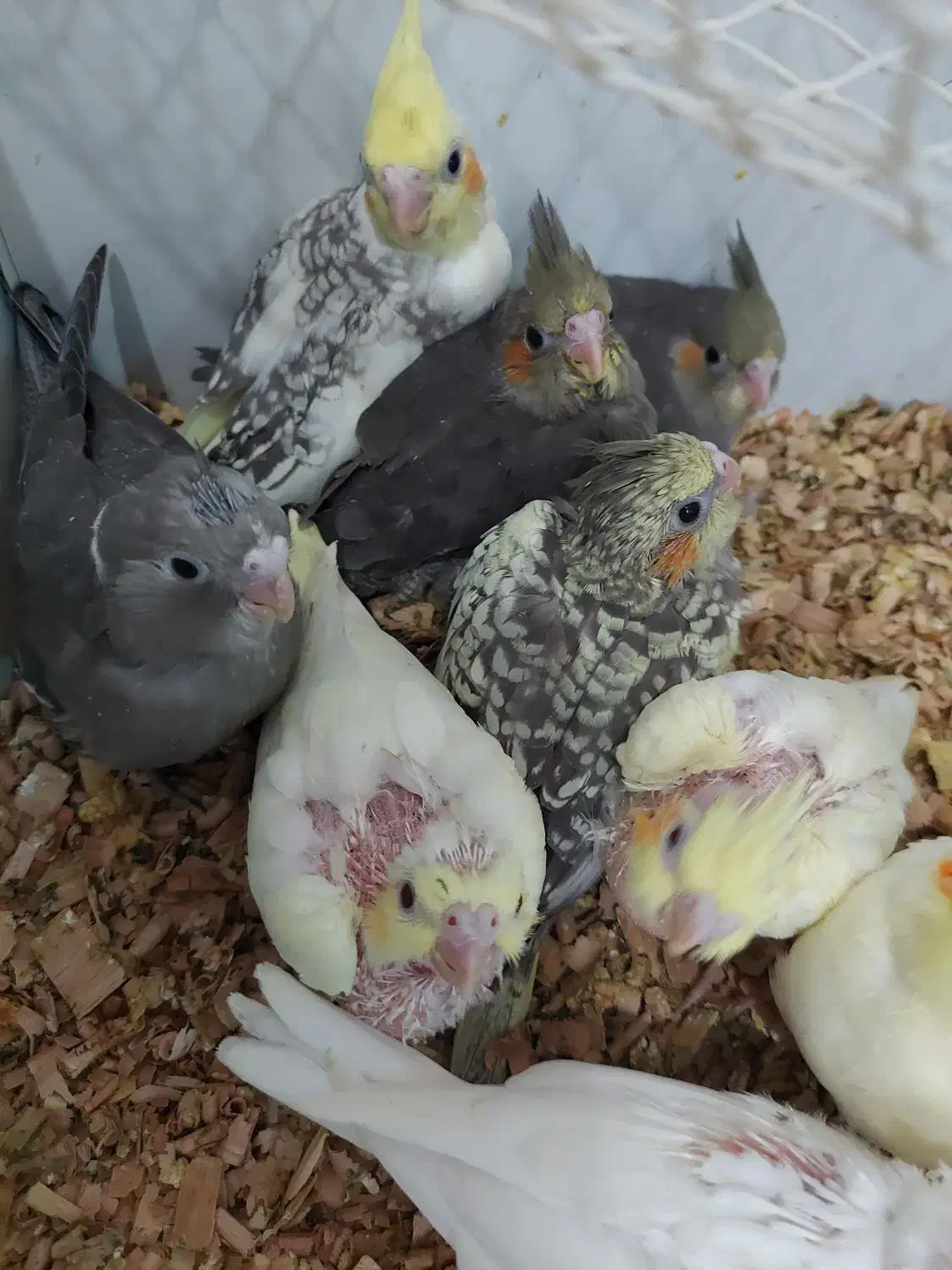 جوجه عروس هلندی|پرنده|دامغان, |دیوار