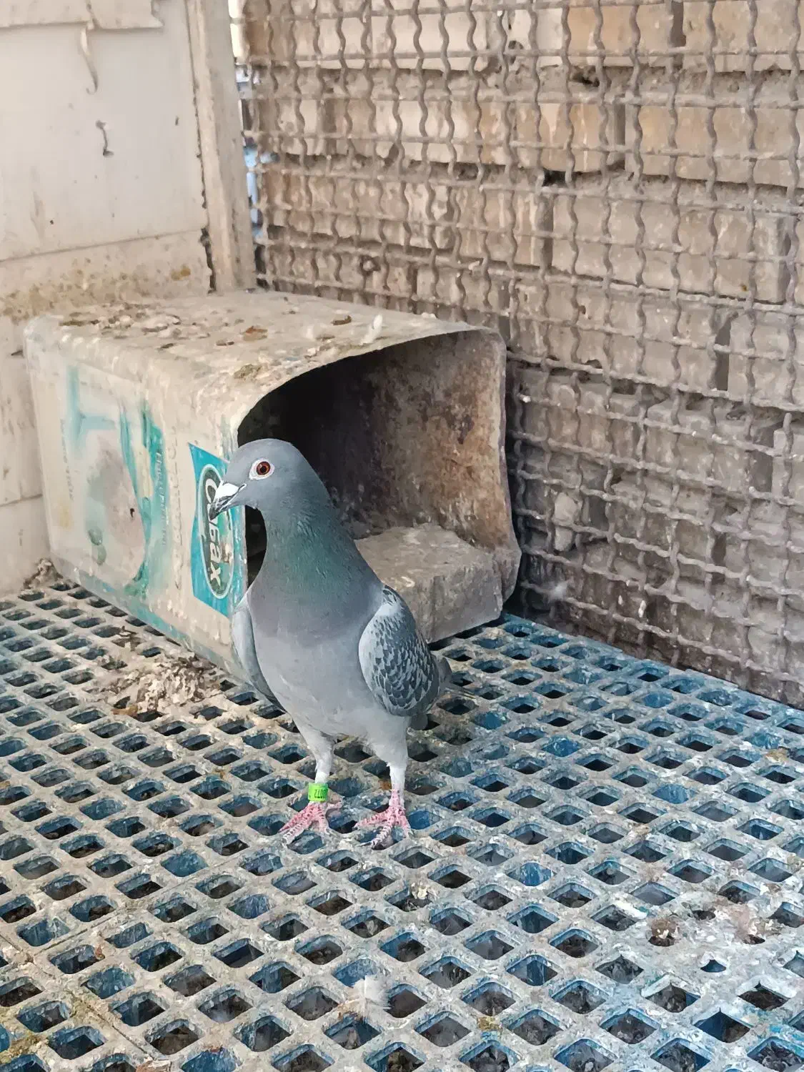 کبوتر|پرنده|شاندیز, |دیوار