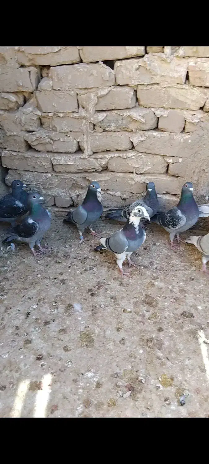 کفتر فروشی|پرنده|آبکوه, |دیوار