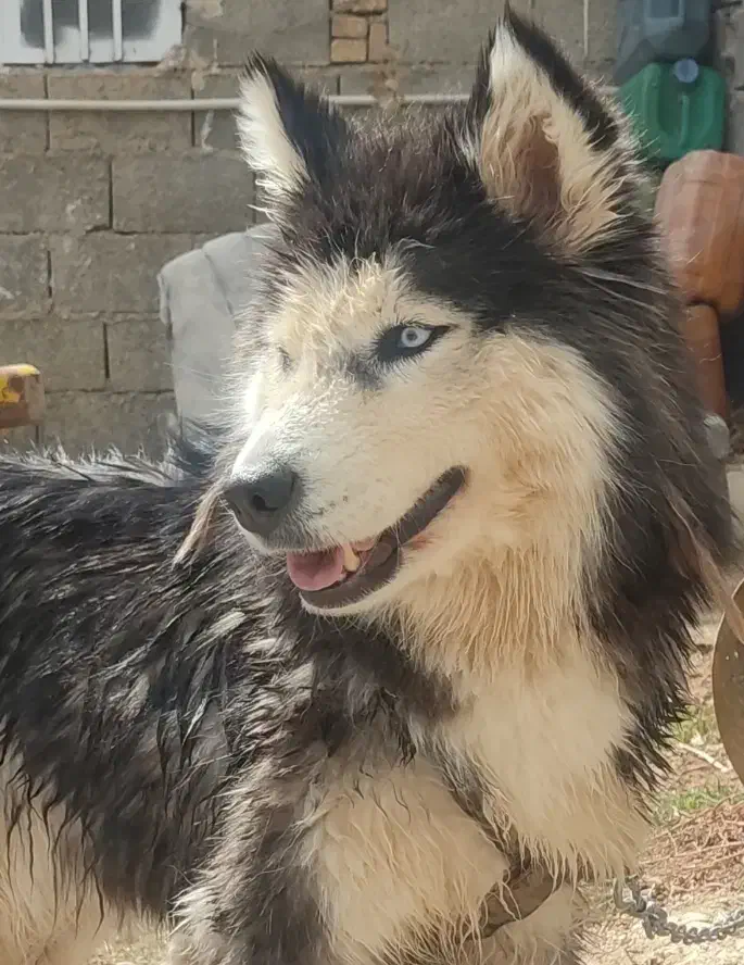 سگ هاسکی مالاموت ماده|سگ|اصفهان, ارغوانیه|دیوار