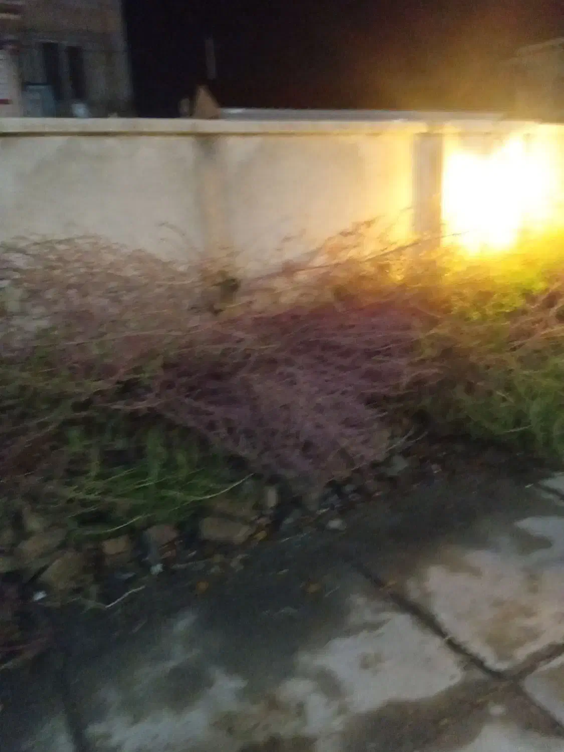 فروش جارو محلی به صورت یکجا|عمدهفروشی|بروجرد, |دیوار