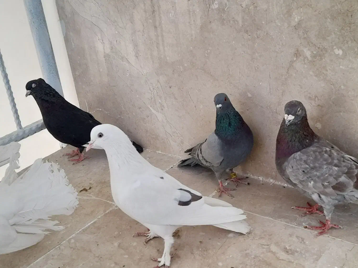 کبوتر پرشی|پرنده|گلبهار, شهر جدید گلبهار|دیوار