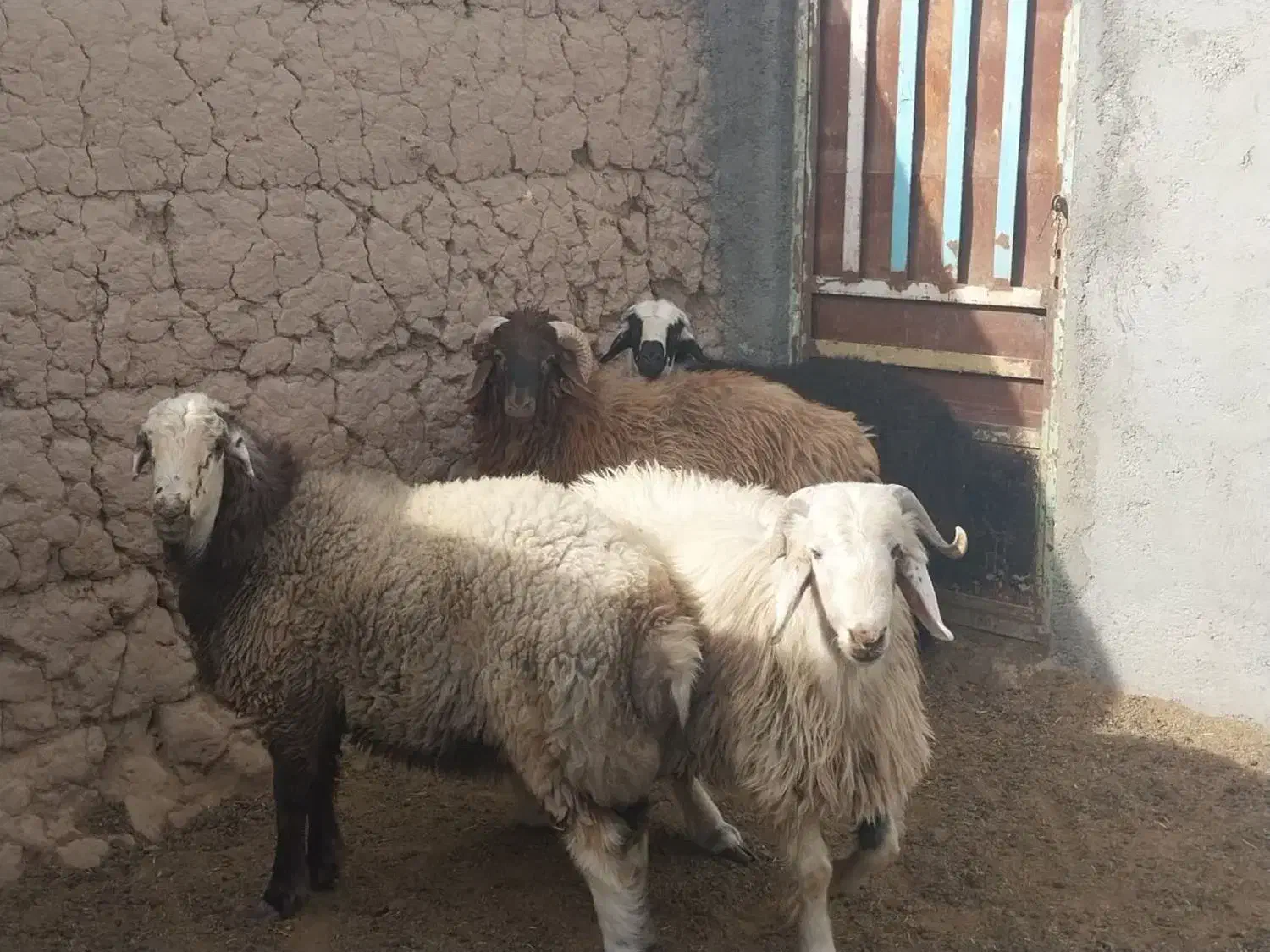 بره، سنگین|حیوانات مزرعه|میبد, |دیوار