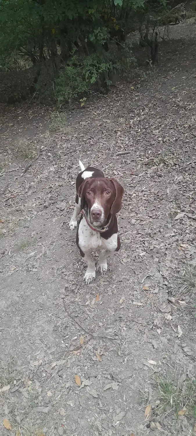 سگ دنبلانی نر ۲ساله|سگ|مینودشت, |دیوار