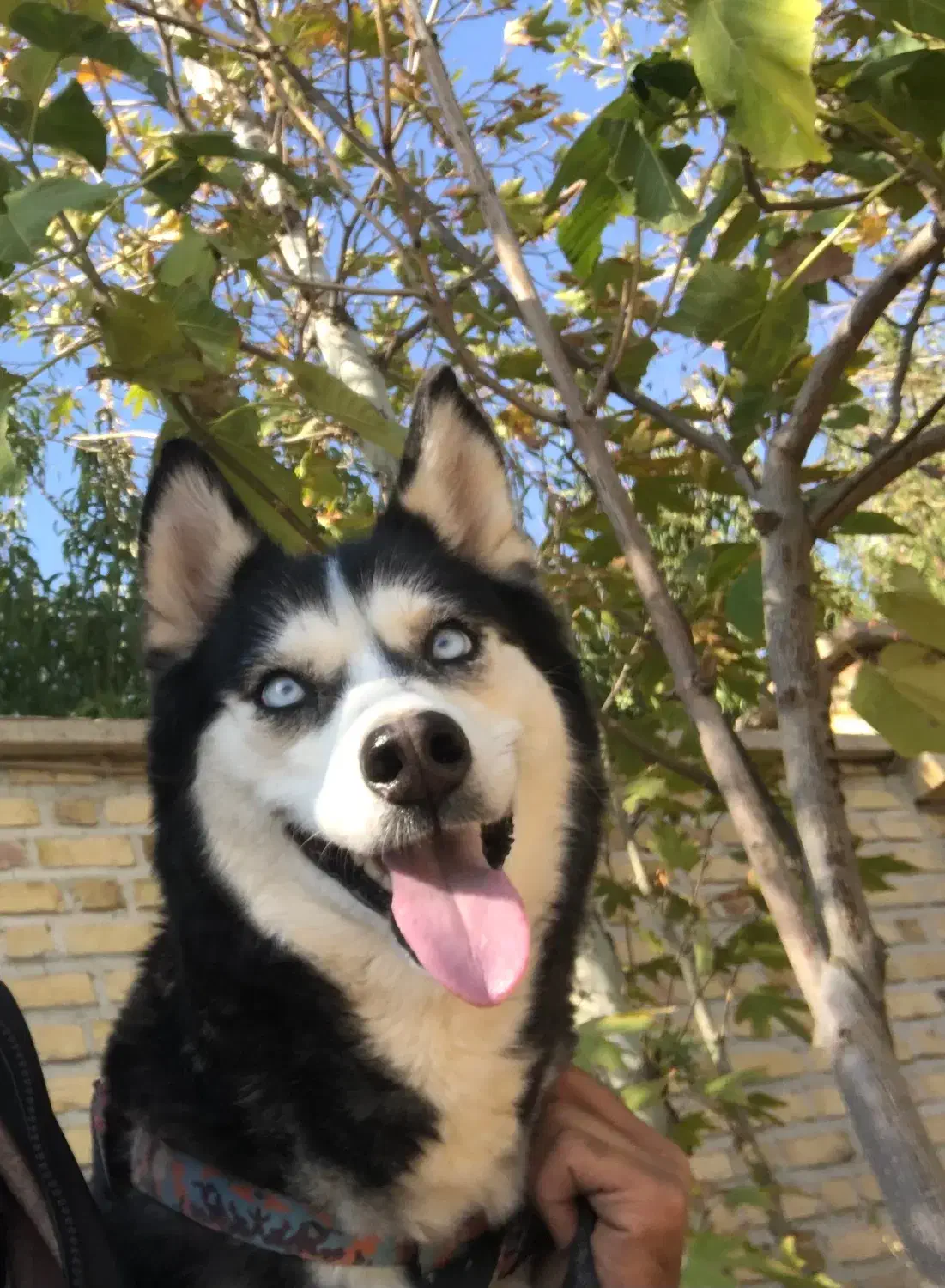 سگ هاسکی|سگ|قزوین, |دیوار