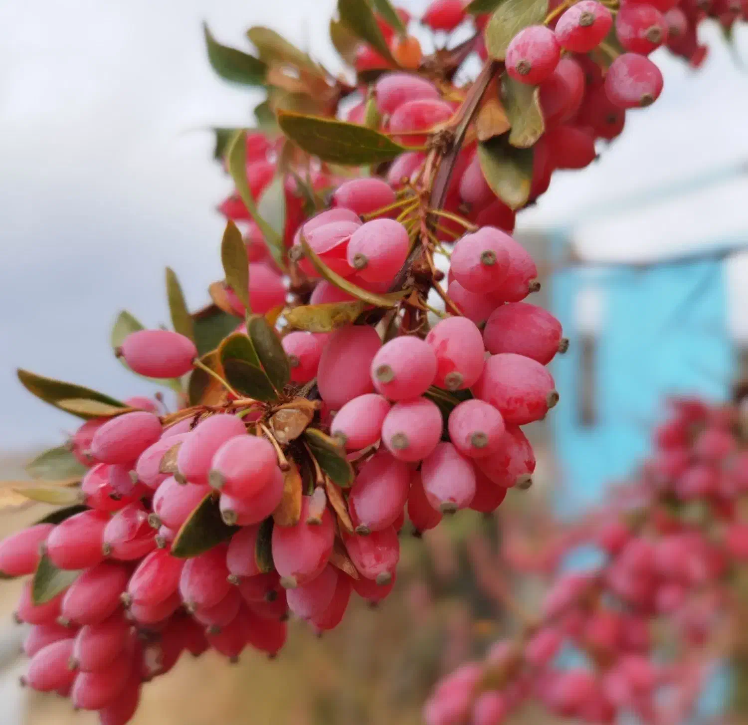 نهال رزشک فروشی|گل و گیاه طبیعی|بیرجند, |دیوار