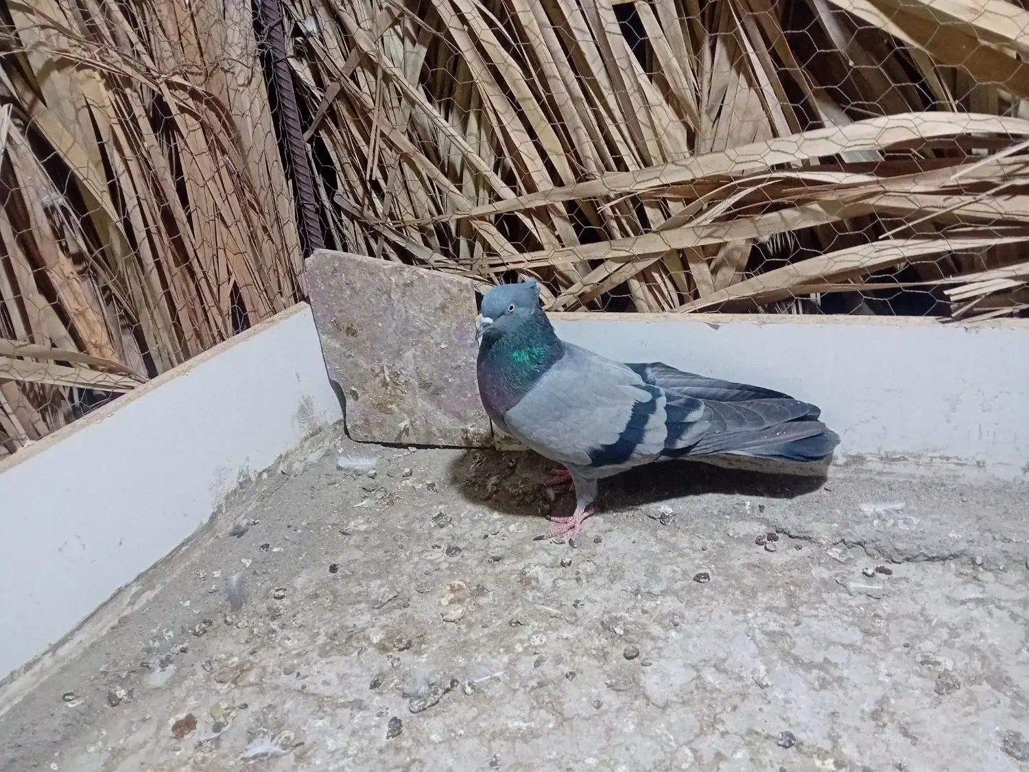 ستا کبوتر|پرنده|فهرج, |دیوار