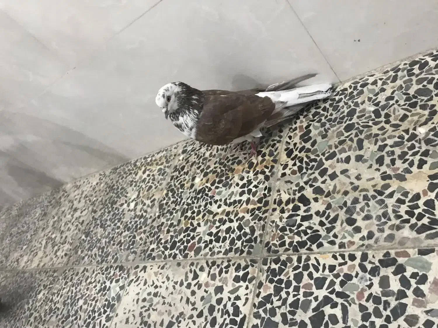 نر سو دار|پرنده|ازنا, |دیوار