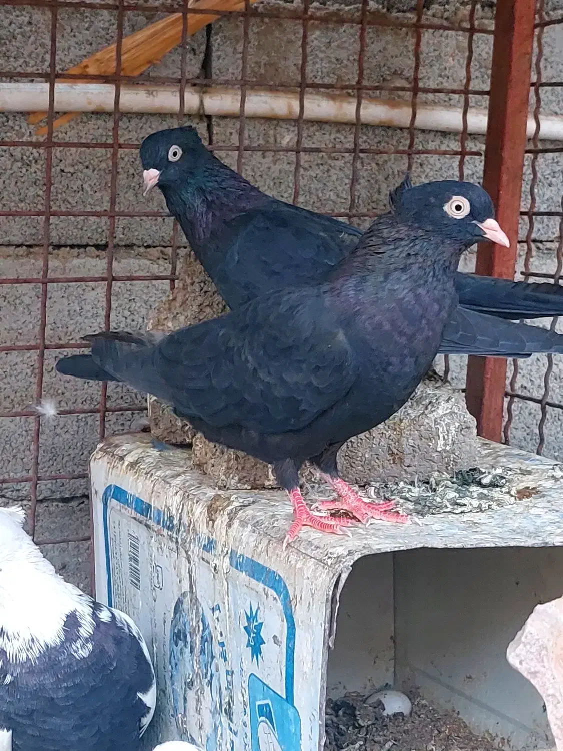 تعداد کبوتر روهمی ...قیمت مناسب|پرنده|بافق, |دیوار