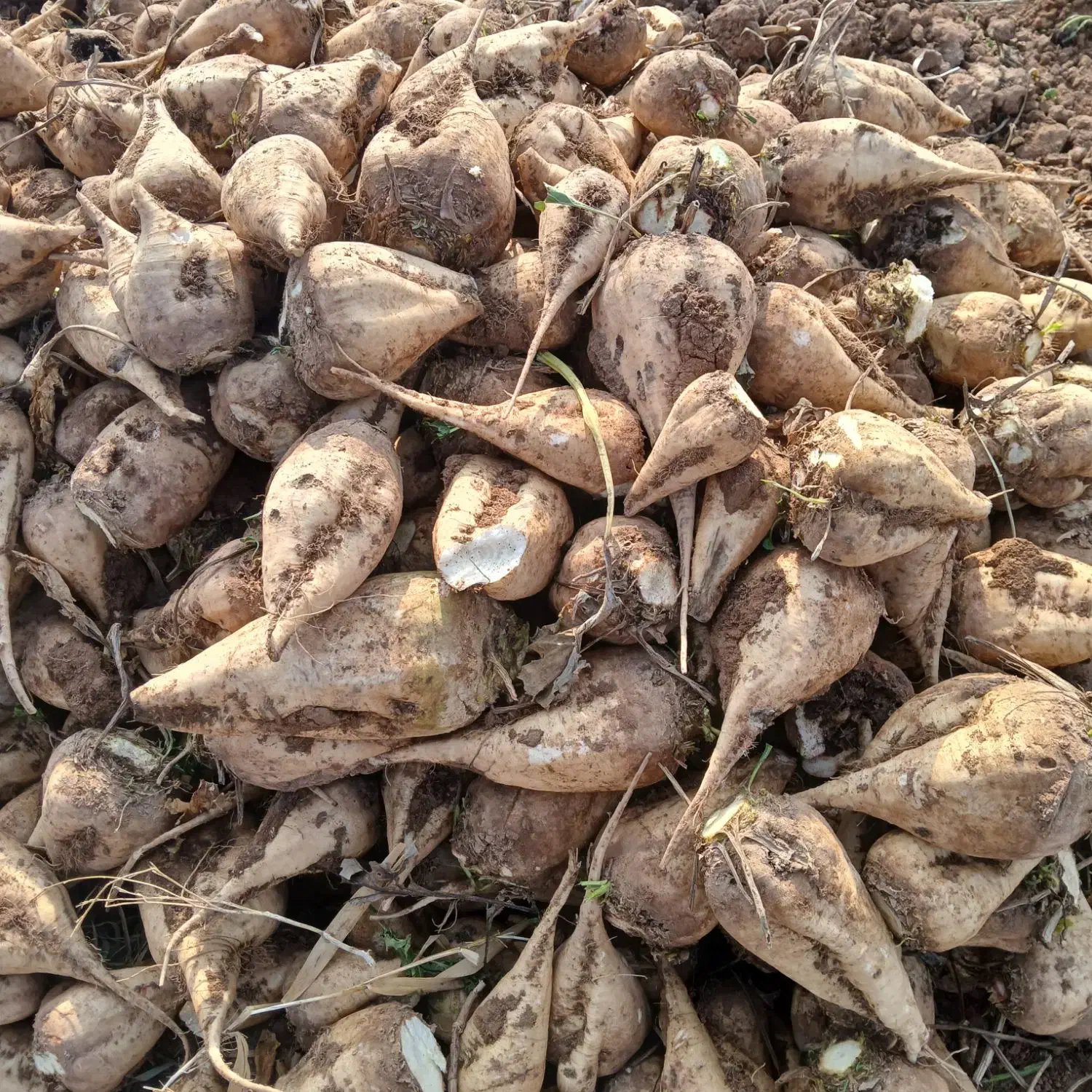 چغندرقند|عمده‌فروشی|دشتابی, |دیوار