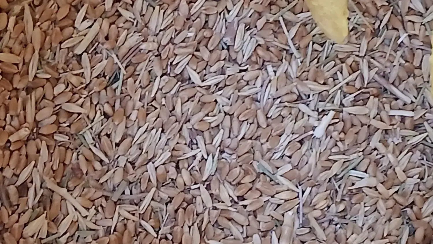 فروش|حیوانات مزرعه|باشتین, |دیوار