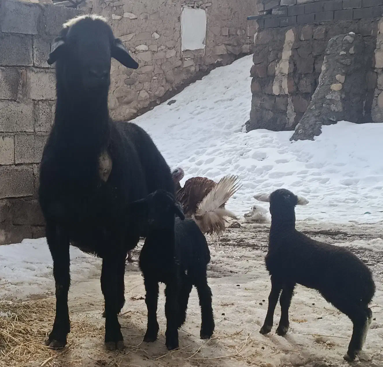 فروشی|حیوانات مزرعه|میانه, |دیوار