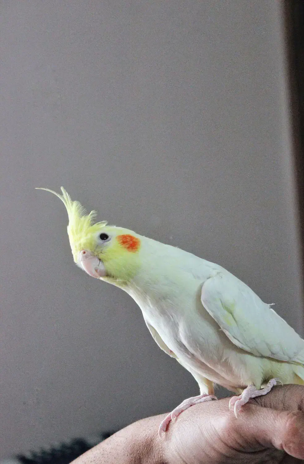 فروش عروس هلندی|پرنده|بومهن, |دیوار