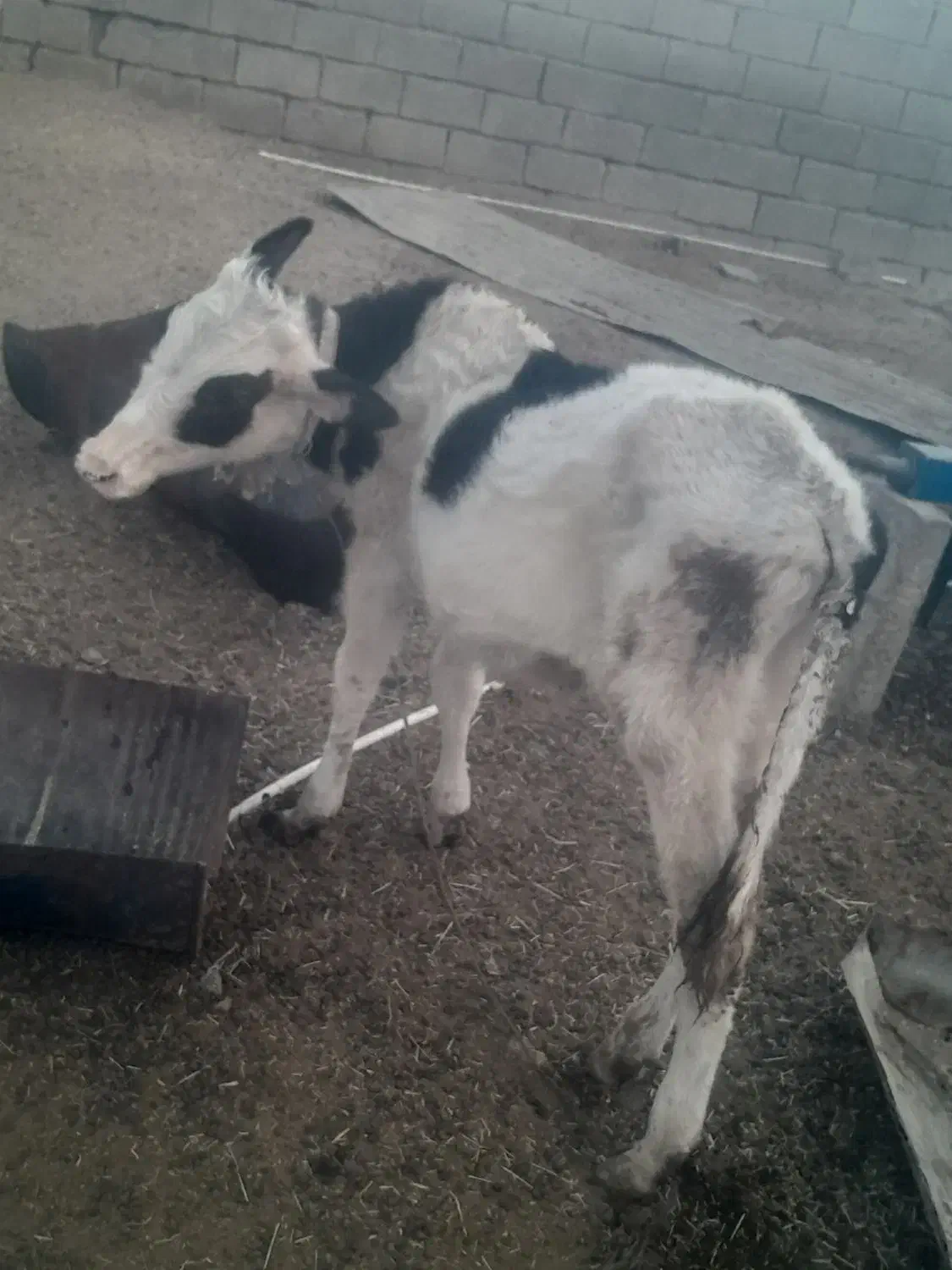 گوساله نر|حیوانات مزرعه|رامشیر, |دیوار