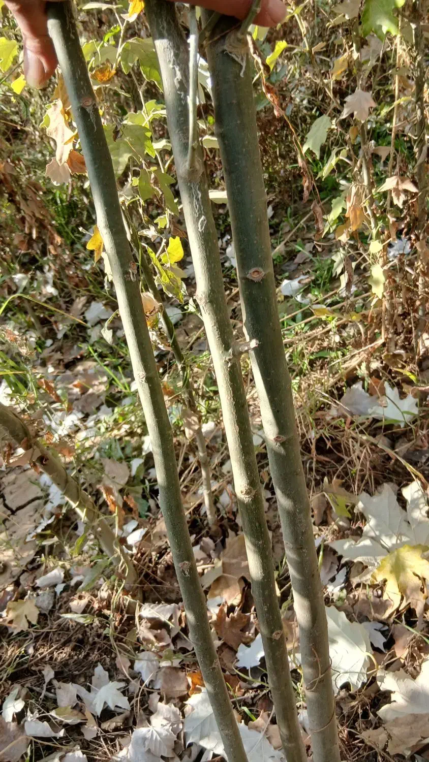 کسب وکارنهال فروشی|عمدهفروشی|میاندوآب, |دیوار