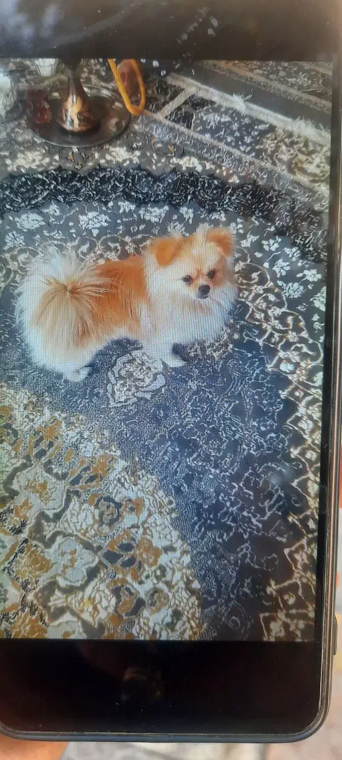 سگ پامرین پرتقالی نر|سگ|قرچک, باقرآباد|دیوار