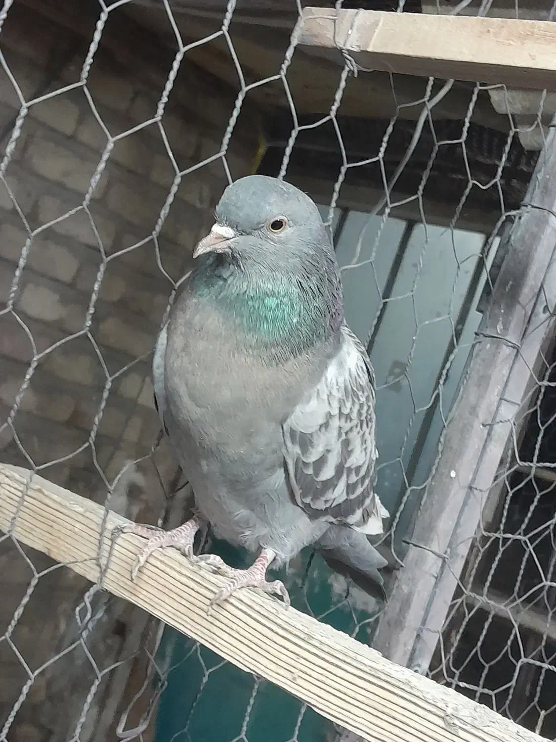 کبوتر فردشی|پرنده|چهاردانگه (تهران), |دیوار