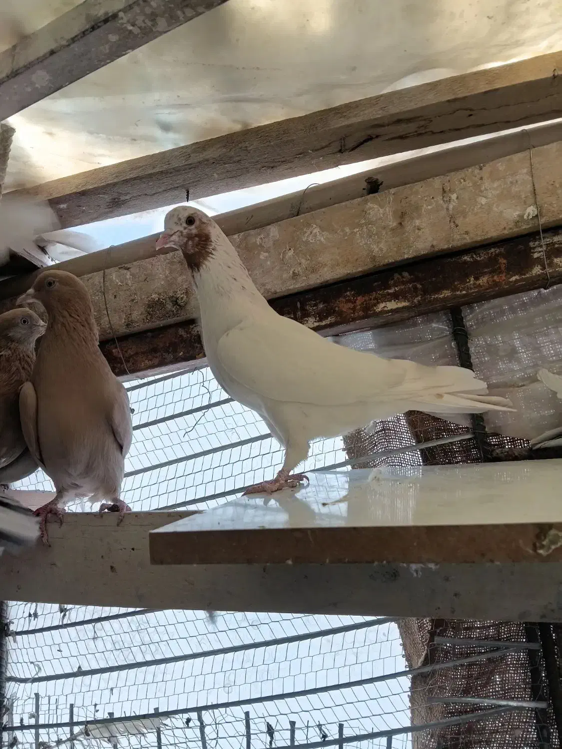 کفتر زردی ماهرو ابلغ تیکه پاره|پرنده|تهران, فرمانیه|دیوار