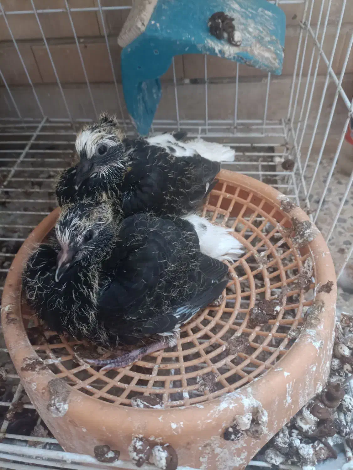 ماده دم سفید با جوجه|پرنده|بندر ماهشهر, |دیوار