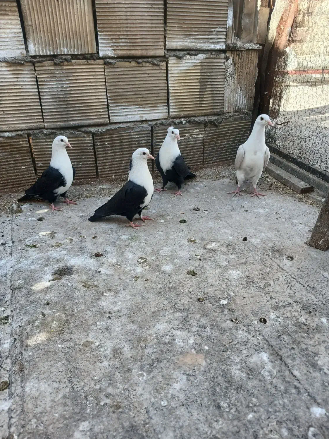 کله سفید.دوکت پلاکی|پرنده|مبارکه, |دیوار