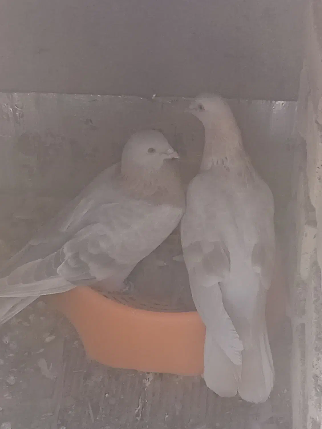 یک جفت جوجه سبز ویک جفت کبوترصده ای|پرنده|شهرضا, |دیوار