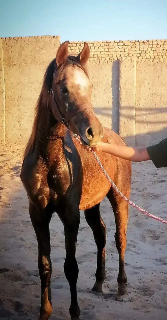 اسب|اسب و تجهیزات اسب‌سواری|یزد, |دیوار