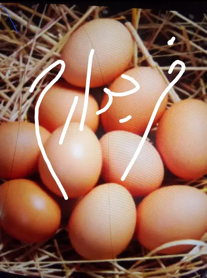 خرید و فروش تخم مرغ|خوردنی و آشامیدنی|پلدختر, |دیوار