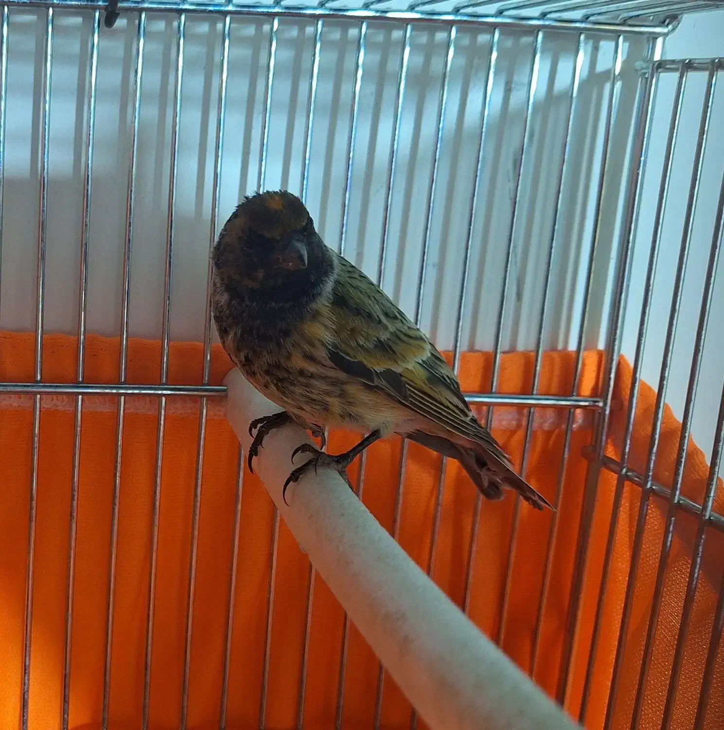 گلبسر نر بخون|پرنده|خوانسار, |دیوار