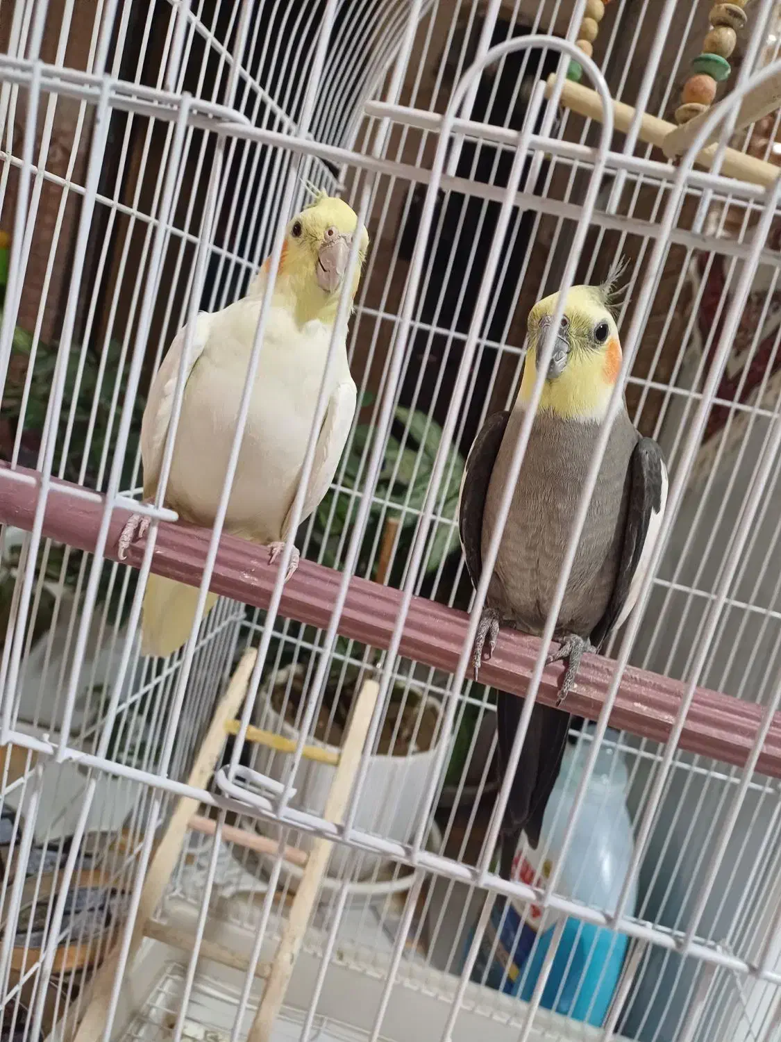 ی جفت عروس هلندی دستی بدون قفس|پرنده|سمیرم, |دیوار