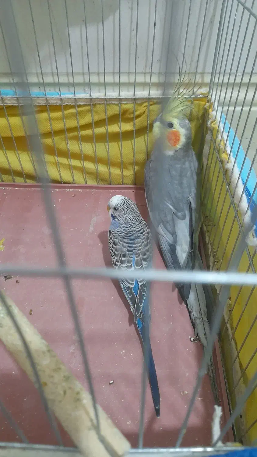 طوطی سینامون|پرنده|بهبهان, |دیوار