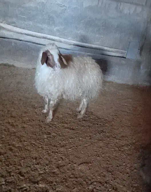 میش|حیوانات مزرعه|کوزران, |دیوار