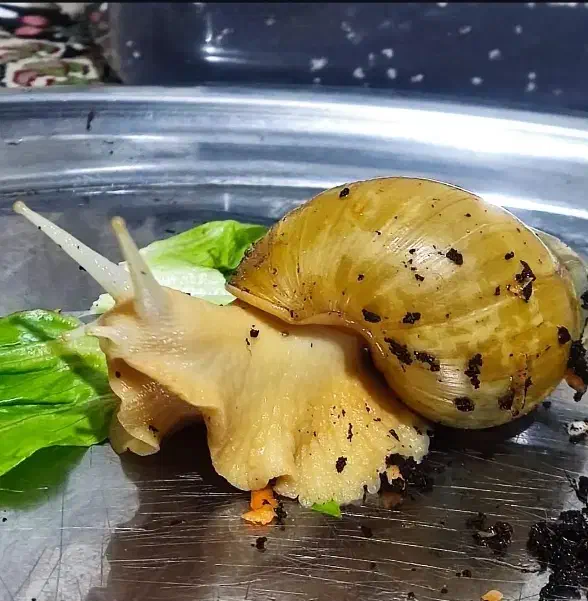 پرورش حلزون|خزنده|همدان, |دیوار