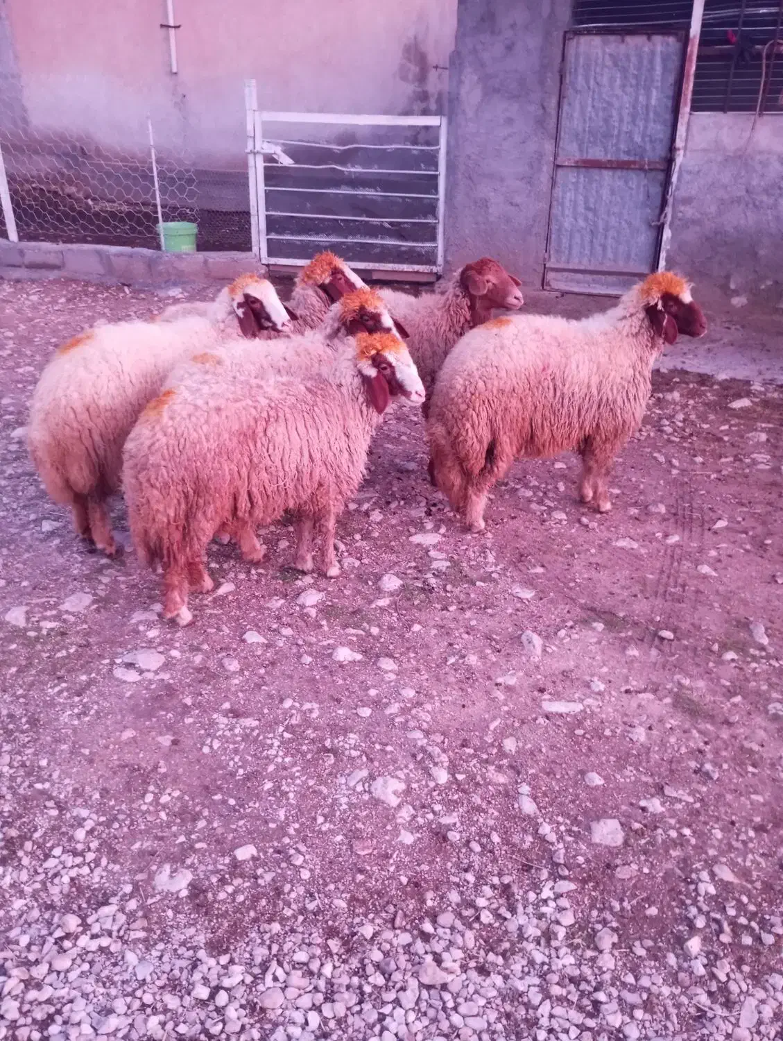 بره ماده|حیوانات مزرعه|سرپل ذهاب, |دیوار