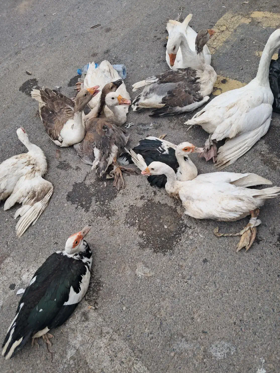 مرغ|حیوانات مزرعه|گرگان, |دیوار