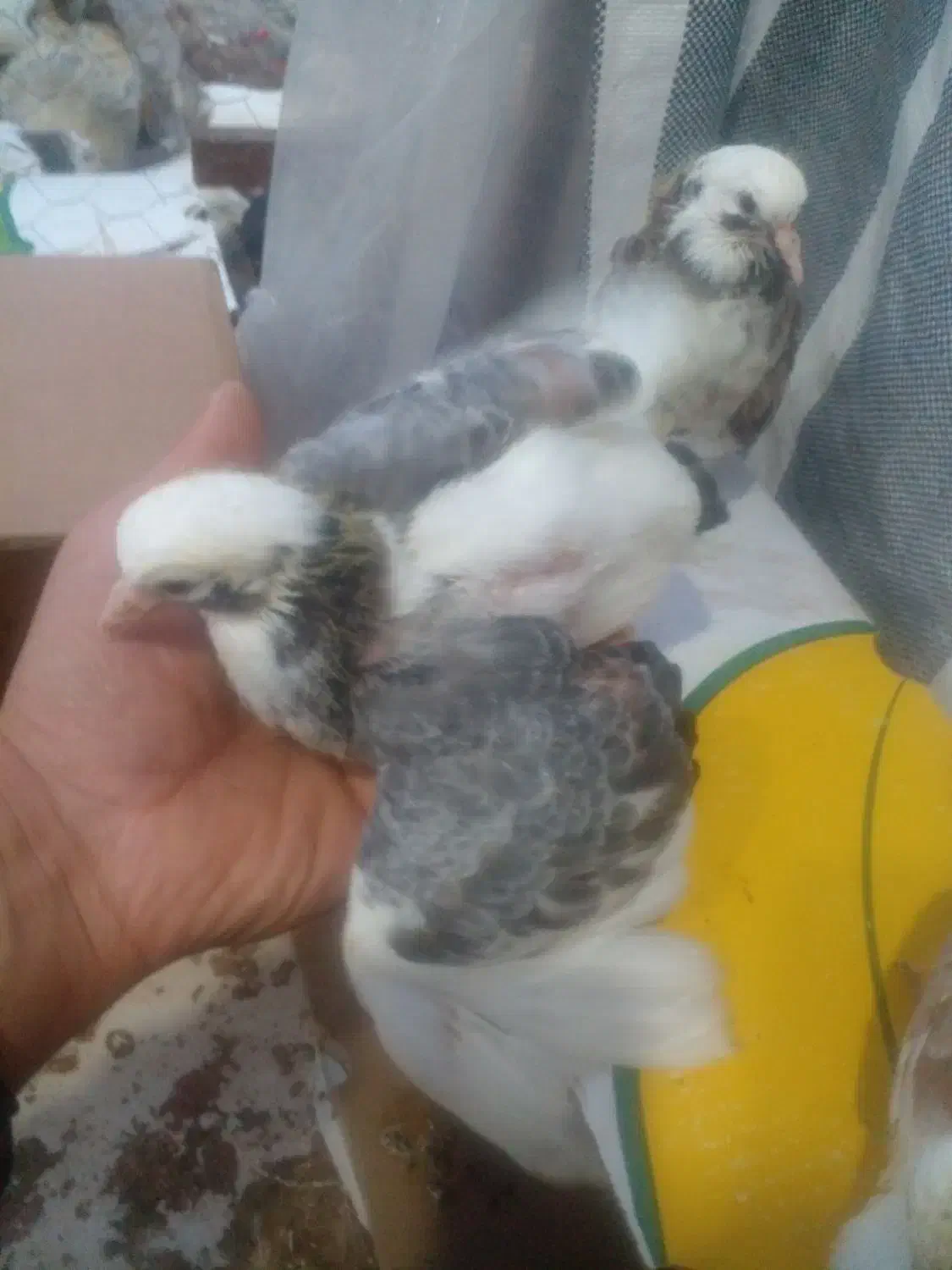 جوجه کبوتر|پرنده|آستانه اشرفیه, |دیوار