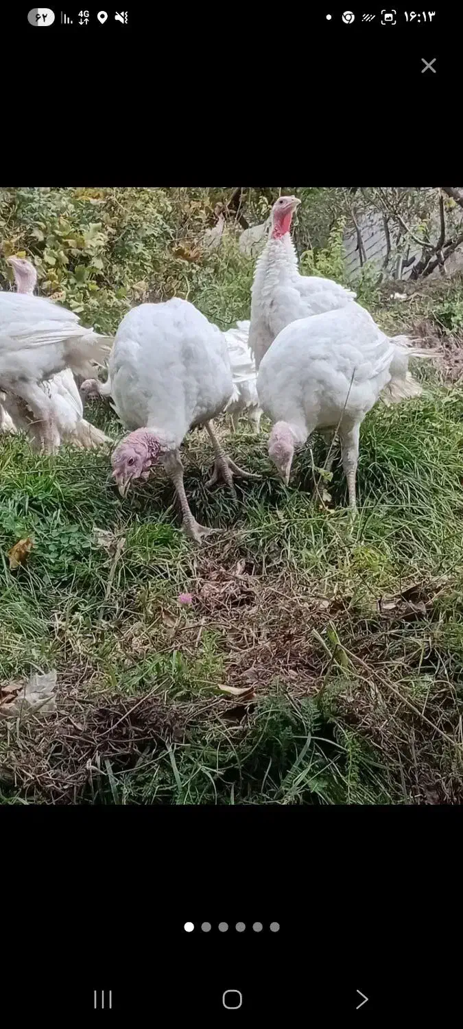 حیوانات|حیوانات مزرعه|اردبیل, |دیوار