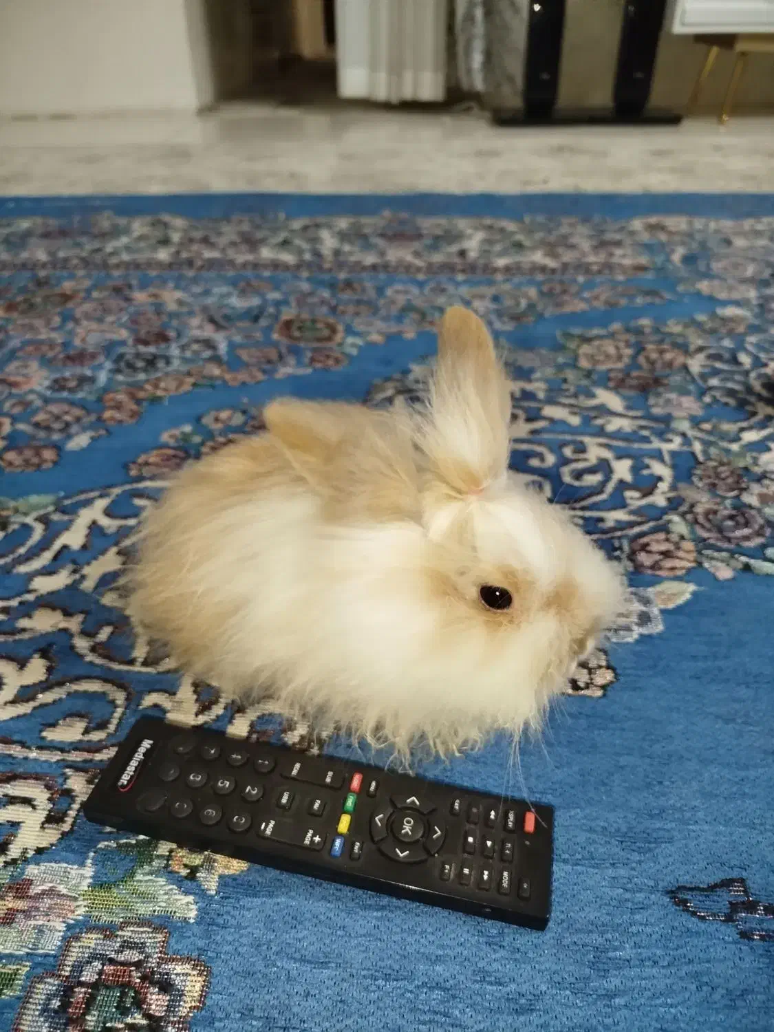 خرگوش لپی|موش و خرگوش|مشهد, انقلاب|دیوار